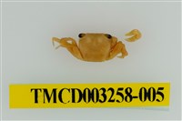 藏品(肥胖後相手蟹)的圖片